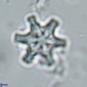 Discoaster musicus VR 19660