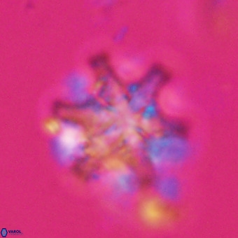 Discoaster musicus VR 19661