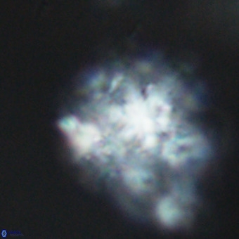 Discoaster musicus VR 19662