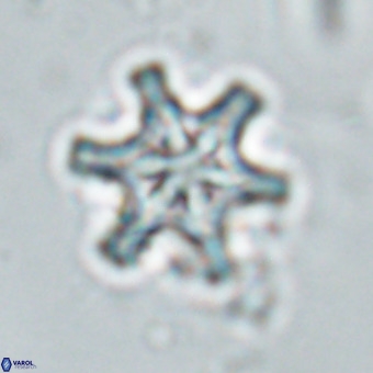 Discoaster musicus VR 19663