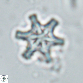 Discoaster musicus VR 19663