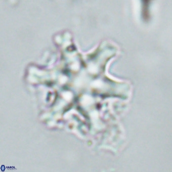 Discoaster musicus VR 19664