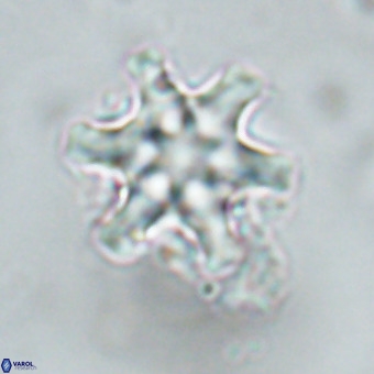 Discoaster musicus VR 19665