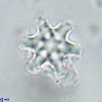 Discoaster musicus VR 19666