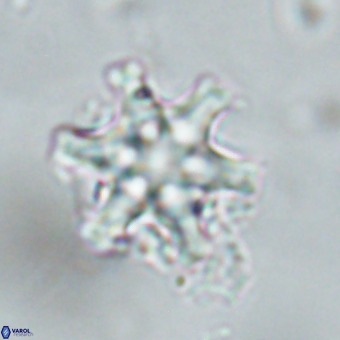 Discoaster musicus VR 19667