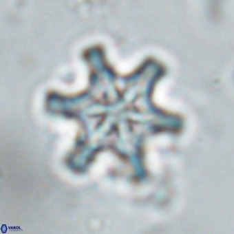 Discoaster musicus VR 19668