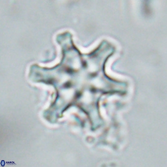 Discoaster musicus VR 19669