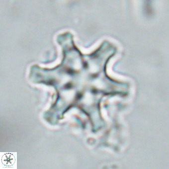 Discoaster musicus VR 19669