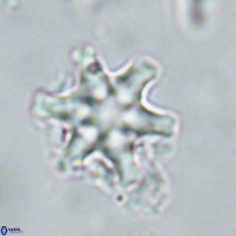 Discoaster musicus VR 19670