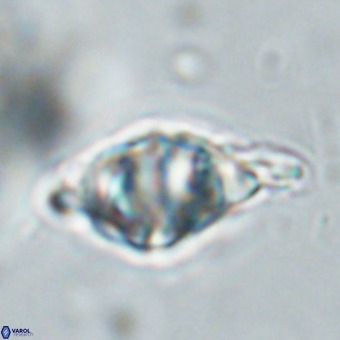 Discoaster musicus VR 19671