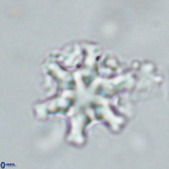 Discoaster musicus VR 19674