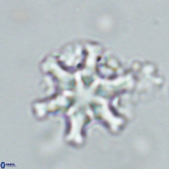 Discoaster musicus VR 19675