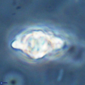 Discoaster musicus VR 19676