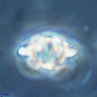 Discoaster musicus VR 19677