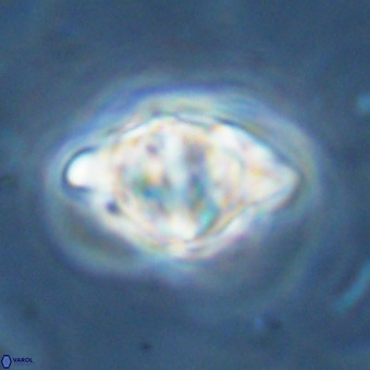 Discoaster musicus VR 19678