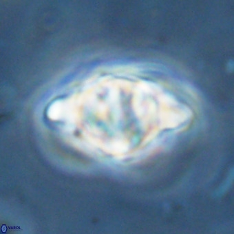 Discoaster musicus VR 19679