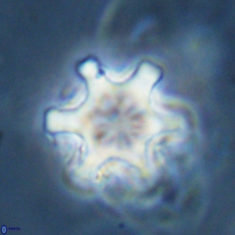 Discoaster musicus VR 19680