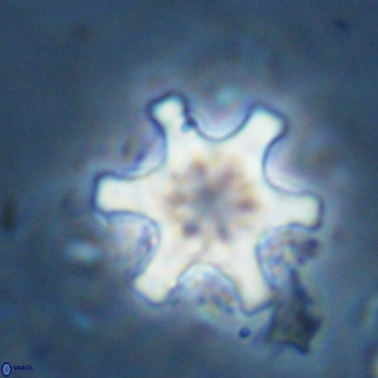 Discoaster musicus VR 19681