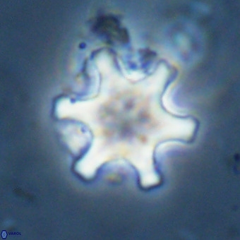 Discoaster musicus VR 19682