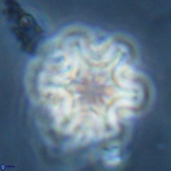 Discoaster musicus VR 19683