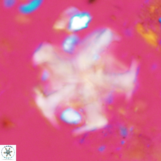 Discoaster martinii 14204