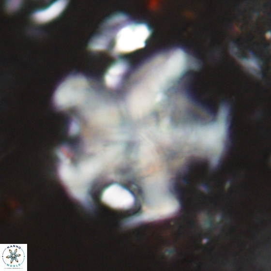 Discoaster martinii 14205