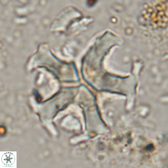 Discoaster martinii 14206