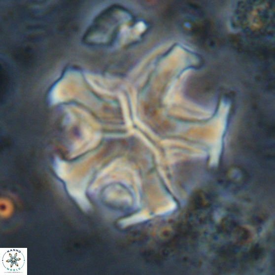 Discoaster martinii 14207