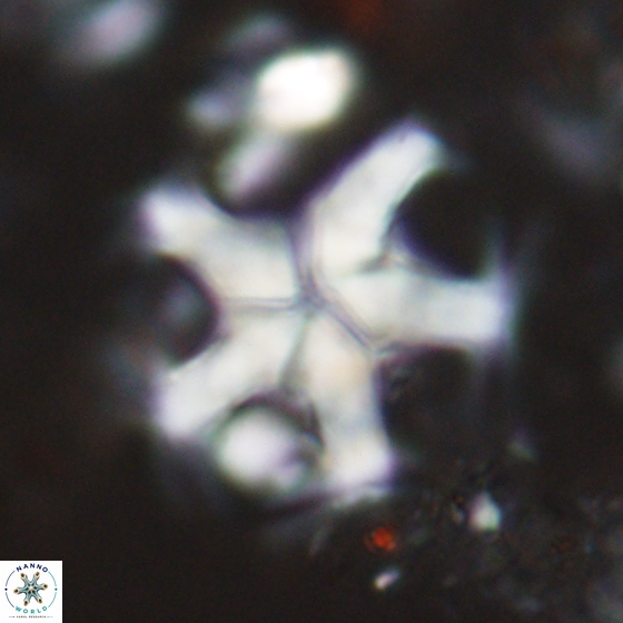 Discoaster martinii 14202