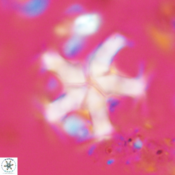 Discoaster martinii 14203