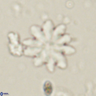 Discoaster mediosus 60847