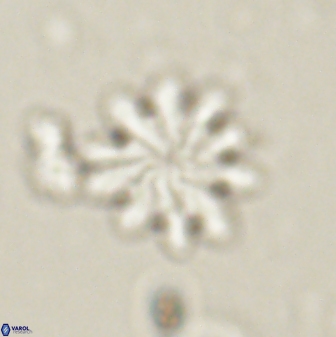 Discoaster mediosus 60848