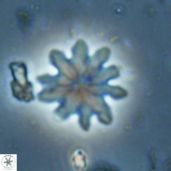 Discoaster mediosus 60849