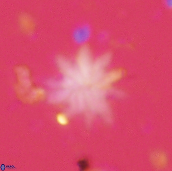 Discoaster mediosus 60854