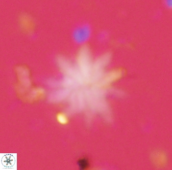 Discoaster mediosus 60854