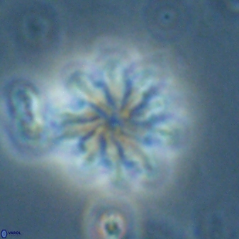Discoaster mediosus 60850