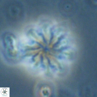 Discoaster mediosus 60850