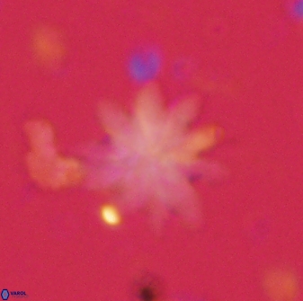 Discoaster mediosus 60851