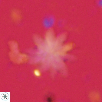 Discoaster mediosus 60851