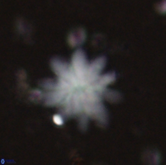 Discoaster mediosus 60852