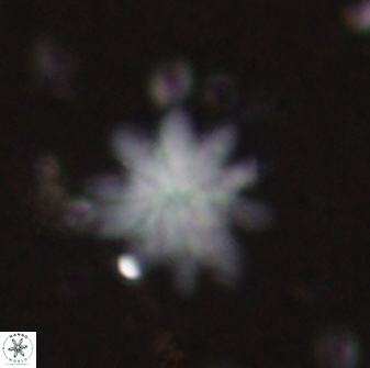 Discoaster mediosus 60852