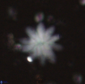 Discoaster mediosus 60853