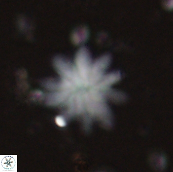 Discoaster mediosus 60853