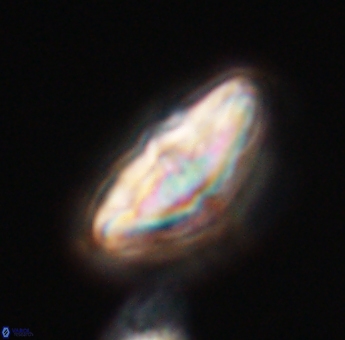 Discoaster misofengaro 23934
