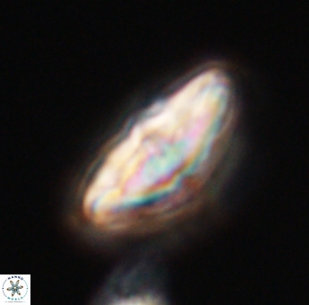 Discoaster misofengaro 23934
