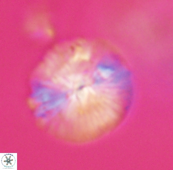Discoaster misofengaro 23939