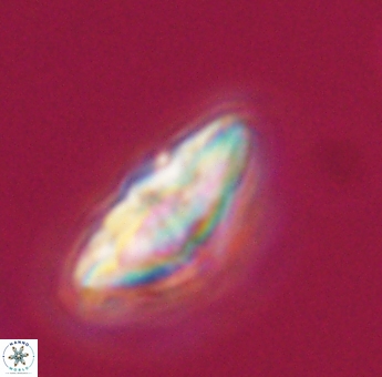 Discoaster misofengaro 23932
