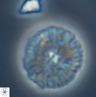 Discoaster misofengaro 23945