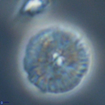 Discoaster misofengaro 23946