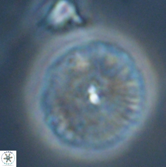 Discoaster misofengaro 23947